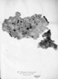 Peltigera horizontalis image